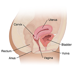 STI and STD Symptoms in Females