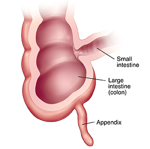 Cross section of intestine where small intestine and large intestine meet.