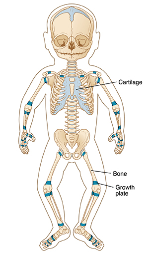 labeled skeletal system for kids