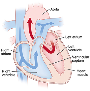 Normal Heart Anatomy and Blood Flow - Pediatric Heart Specialists