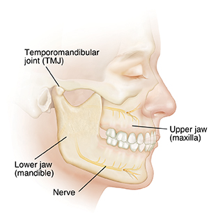 Understanding Jaw Orthognathic Anatomy and Problems Saint