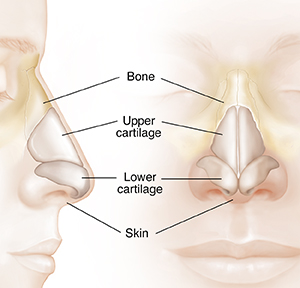 Anatomy deals of nasal