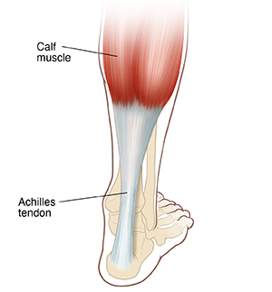 Back view of foot and calf  showing bones and Achilles tendon.