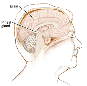 Side view of woman's head showing brain and pineal gland.
