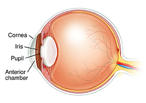 Side view cross section of eye.