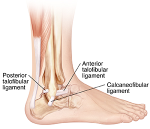 Ligaments of the Foot and Ankle Overview - FootEducation