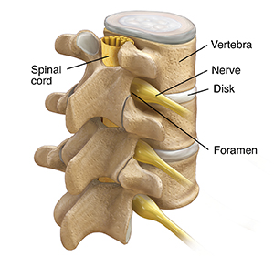 Lumbar Spinal Nerves