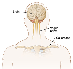 The Vagus nerve and how important is it to my overall Health?