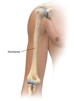 Humerus (Bone): Anatomy, Location & Function