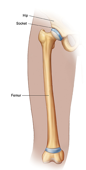 Dentley's femur bones clearance safe