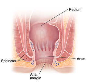 Cross section of anus.