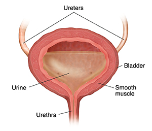 Premium Photo  The ureters are tubes made of smooth muscle that propel  urine from the kidneys to the urinary bladder