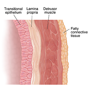 Anatomy of the Bladder  Saint Luke's Health System