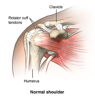 shoulder and rotator cuff