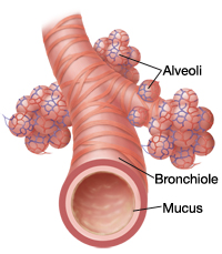 Anatomy of Your Child’s Respiratory System | Saint Luke's Health System