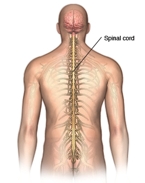 Back view of person showing spinal cord.