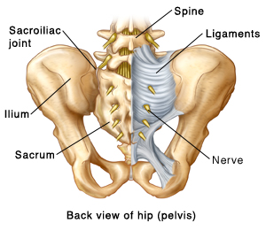 Anatomy of the Sacroiliac Joint | Saint Luke's Health System