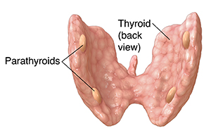 Understanding the Parathyroid Glands | Saint Luke's Health System