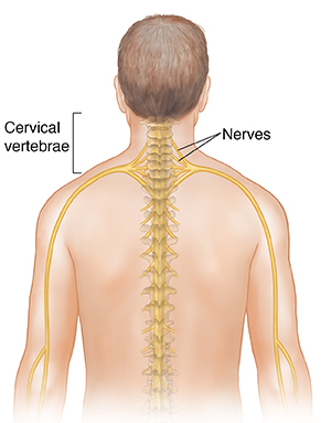 Neck, Vertebrae, Muscles, Nerves