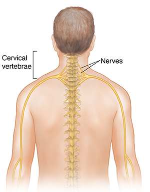 Know Your Neck: The Cervical Spine