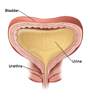 Cross section of bladder and urethra. Bladder is full of urine. Bladder walls are contracting and squeezing urine into urethra and outside body.