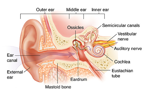 middle ear diagram