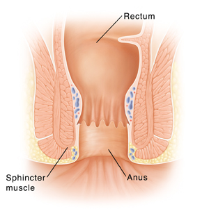 Cross section of rectum and anus.