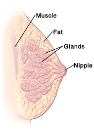 Girls Fat Nipple