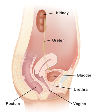Cross section side view of female pelvis showing kidney connected to bladder by ureter. Urethra is tube from bladder to outside. Behind bladder is uterus connected to outside by vagina. Rectum is behind uterus connected to outside by anus.