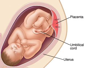 Cross section side view of uterus with baby inside. Placenta is attached to inside wall of uterus. Umbilical cord goes from placenta to baby. 