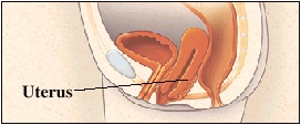 Cutaway view of uterus and vagina