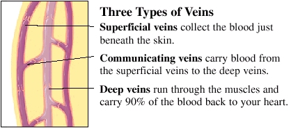 Veins Meaning