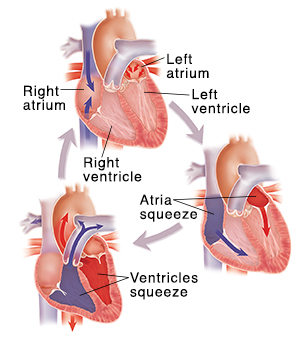 Understanding the Heart: Ventricles