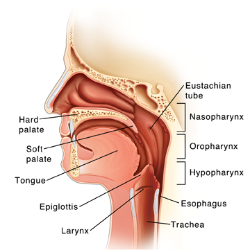 Throat Cross Section Diagrams 105