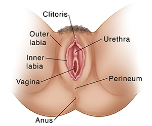 Image result for (Outer labia)