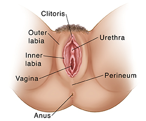 Vulva vs Vagina