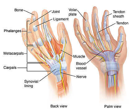 Parts Of A Hand Saint Luke S Health System