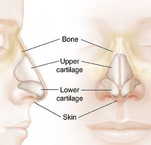 Understanding Nasal Anatomy Inside View Saint Luke S Health System