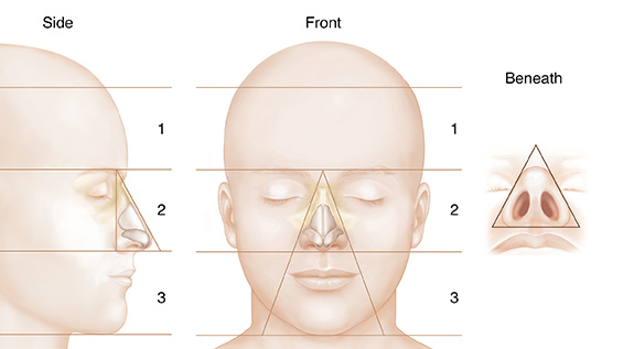 Understanding Nasal Anatomy: Outside View | Saint Luke's Health System