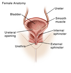 https://api.kramesstaywell.com/Content/6066ca30-310a-4170-b001-a4ab013d61fd/ucr-images-v1/Images/front-view-cross-section-of-female-urinary-tract-showing-bladder-urethra-ureters-and-sphincter-muscles-261792
