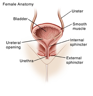 Anatomy of the Bladder  Saint Luke's Health System