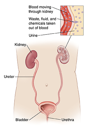 How Your Kidneys Work Saint Luke S Health System