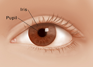 Iris and Pupil - Gene Vision