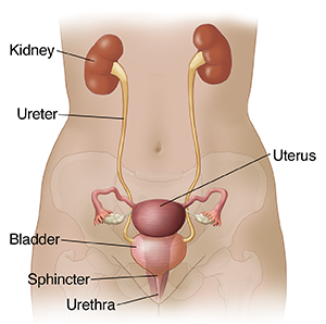 Anatomy Of The Female Urinary Tract Saint Luke S Health System