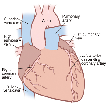 How The Heart Works Saint Luke S Health System