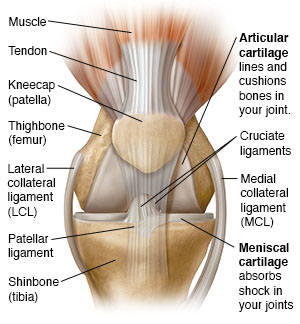 where is your patella