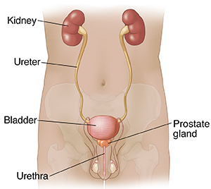 Anatomy Of The Male Urinary Tract Saint Luke S Health System