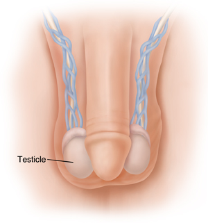  Vue de face du bassin masculin montrant le pénis, le scrotum, les testicules dans le scrotum, l'urètre et le canal déférent.