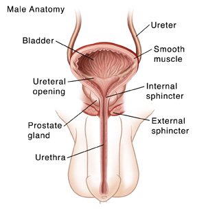 Spinal Cord Injury (SCI): Managing Your Bladder