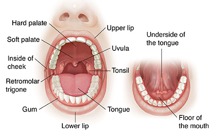 Parts Of Your Mouth 19